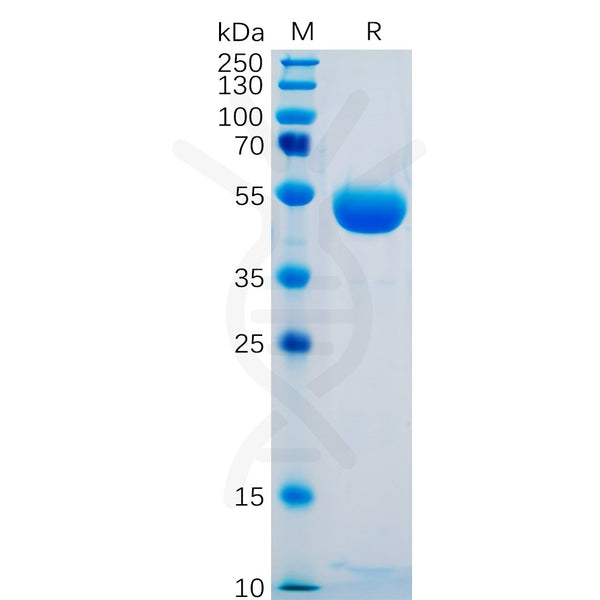 Human CTLA-4 Protein, hFc tag – Figure 1 of 1