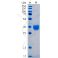 Human PD-L1 Protein, His tag – Figure 1 of 1