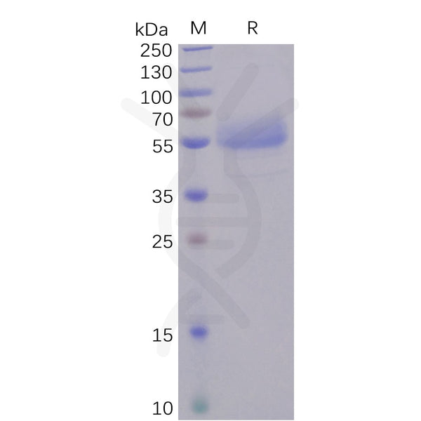 Human ICOS Protein, hFc tag – Figure 1 of 1