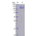 Human CD155 Protein, hFc tag – Figure 1 of 1