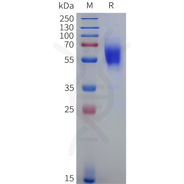 Biotinylated Human CB1 (1-116) Protein, hFc Tag – Figure 1 of 1