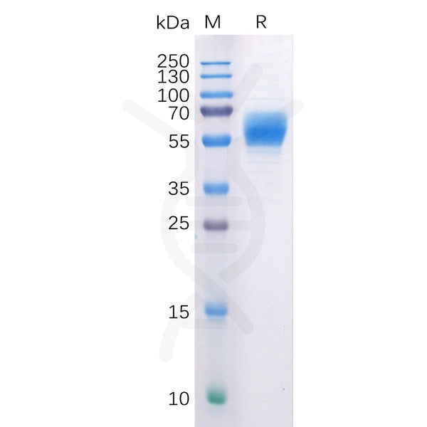 Human CB1 Protein, hFc Tag – Figure 1 of 1