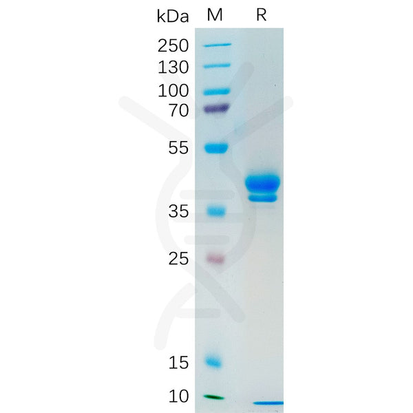 Human MUC1 Protein, hFc Tag – Figure 1 of 1