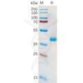 Human SLC7A11 Protein, hFc Tag – Figure 1 of 1