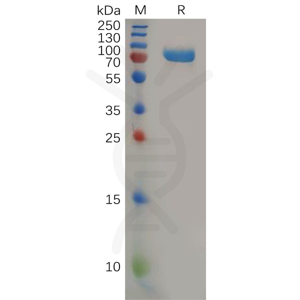 Human CD112 Protein, mFc Tag – Figure 1 of 1