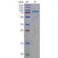 Human c-MPL Protein, hFc Tag – Figure 1 of 1