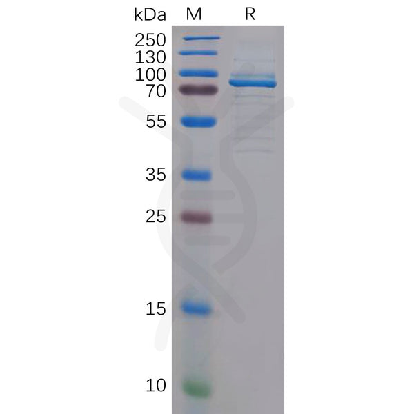Human c-MPL Protein, hFc Tag – Figure 1 of 1