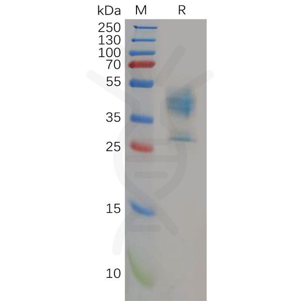 Human MDR-1 Protein, hFc Tag – Figure 1 of 1