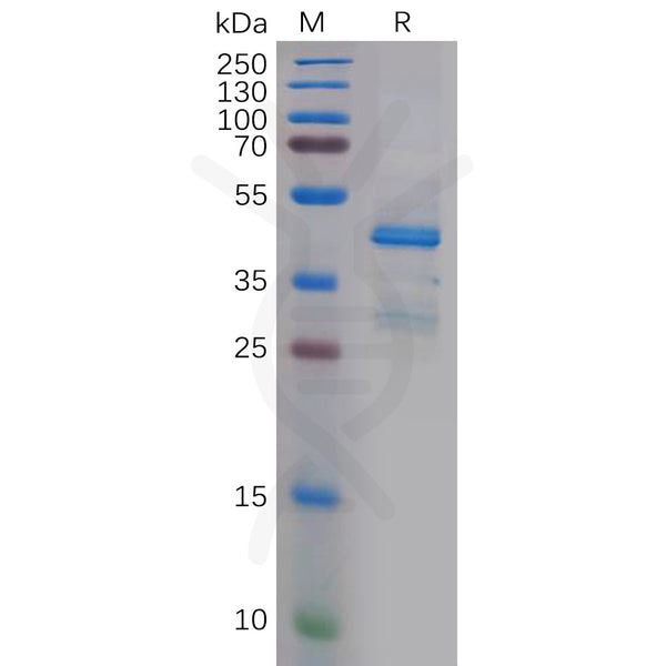 Human PTN Protein, hFc Tag – Figure 1 of 1
