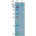 Human LGR4 Protein, hFc Tag – Figure 1 of 1