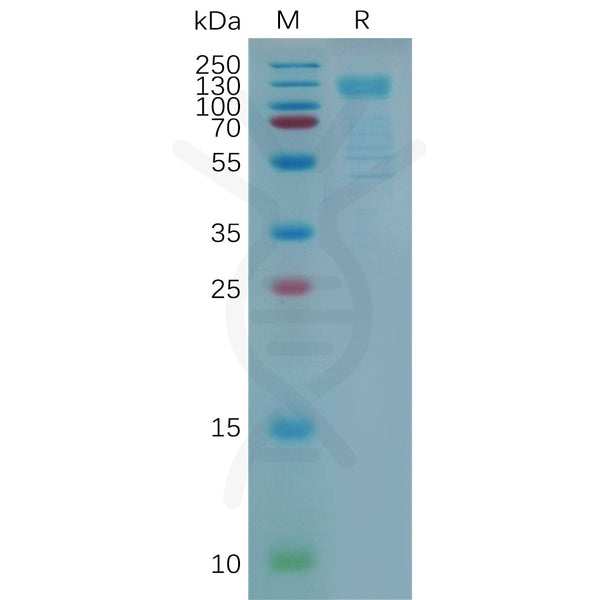 Human LGR4 Protein, hFc Tag – Figure 1 of 1