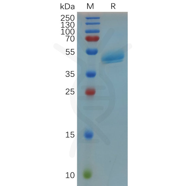 Human RSPO3 (22-146) Protein, hFc Tag – Figure 1 of 1