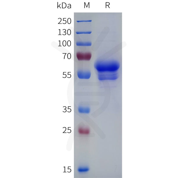 Human CD8A Acidic tail Protein, hFc Tag – Figure 1 of 1