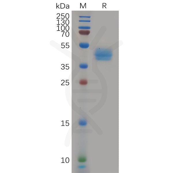 Human CCR7 Protein, hFc Tag – Figure 1 of 1