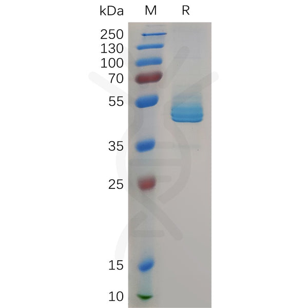 Human CD3E Protein, hFc Tag – Figure 1 of 1