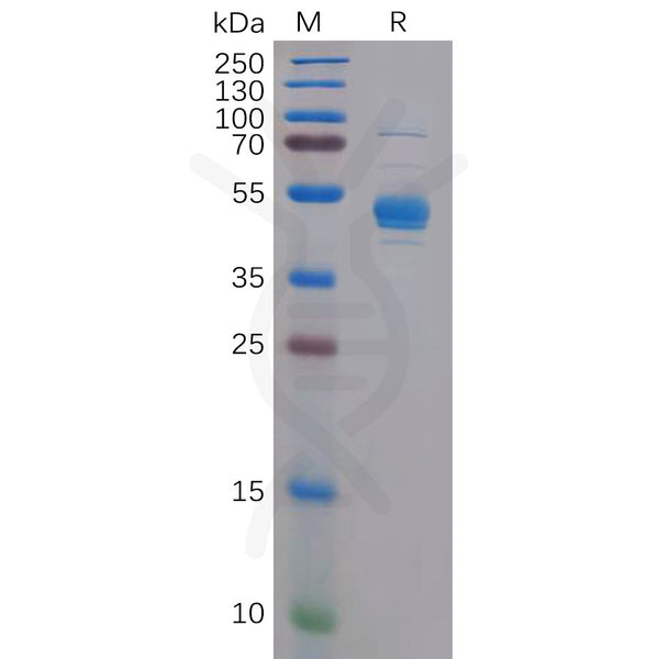 Human CLEC2D Protein, hFc Tag – Figure 1 of 1