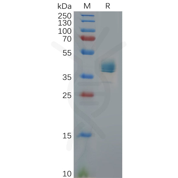 Human CXCR3 Protein, hFc Tag – Figure 1 of 1