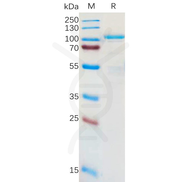 Human LRRC32 Protein, hFc Tag – Figure 1 of 1