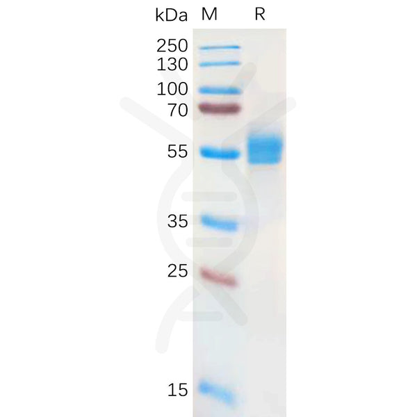 Human NKG2A Protein, hFc Tag – Figure 1 of 1