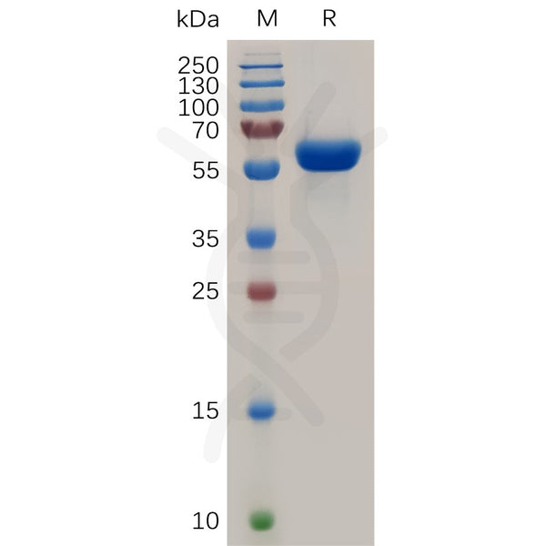 Human TNFRSF11A Protein, hFc Tag – Figure 1 of 1
