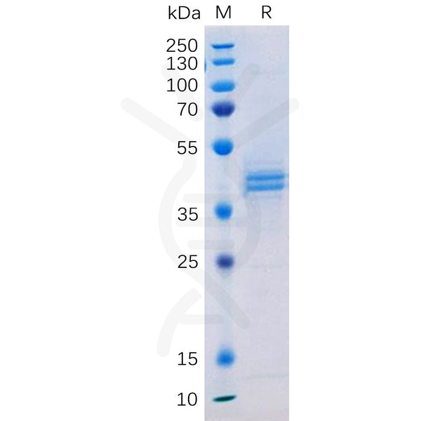 Human PROM1 Protein, hFc Tag – Figure 1 of 1