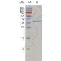 Human CLDN3 Protein, hFc Tag – Figure 1 of 1