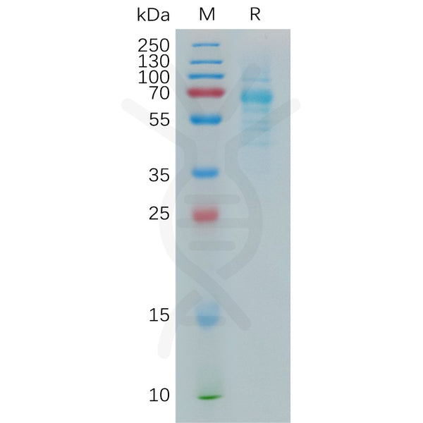 Human COLEC10 Protein, hFc Tag – Figure 1 of 1