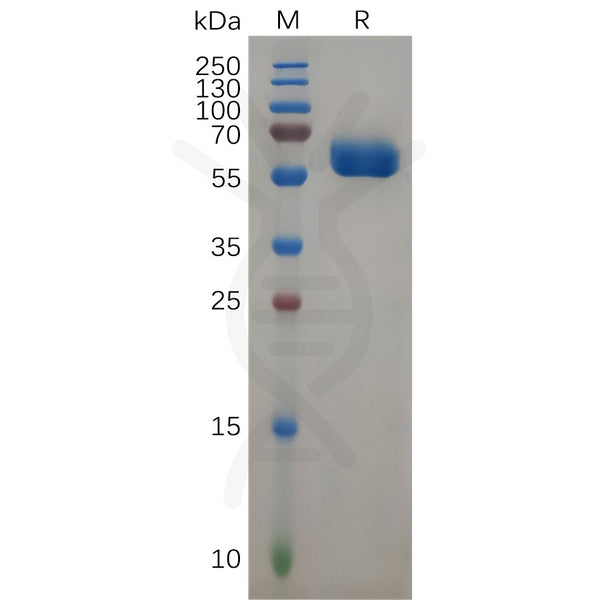 Human FOLR2 Protein, hFc Tag – Figure 1 of 1
