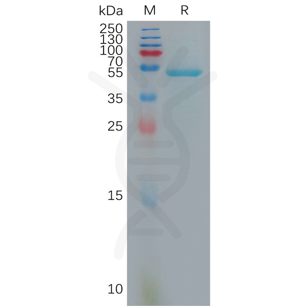 Human IL10 Protein, hFc Tag – Figure 1 of 1