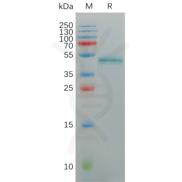 Human IL17A Protein, hFc Tag – Figure 1 of 1