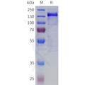 Human BAI1 Protein, hFc Tag – Figure 1 of 1