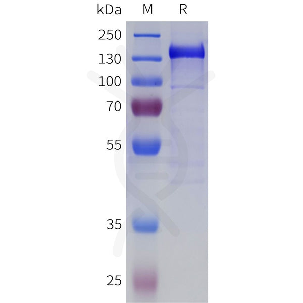 Human BAI1 Protein, hFc Tag – Figure 1 of 1