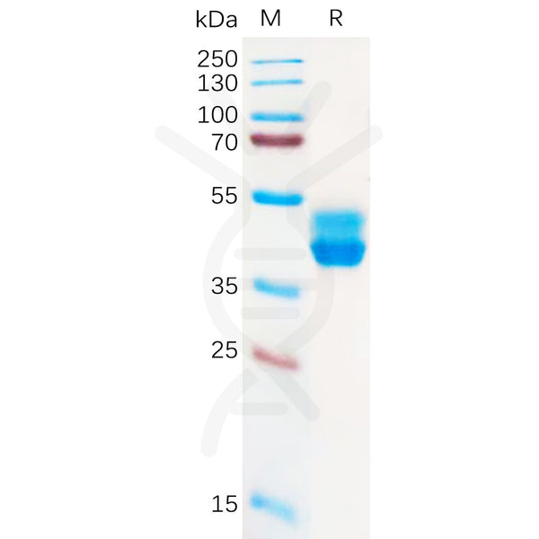 Human CB2 Protein, hFc Tag – Figure 1 of 1