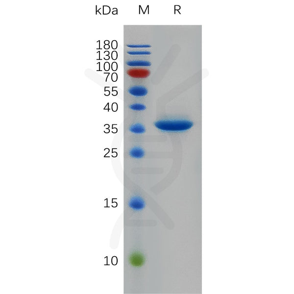 Human EGF Protein, hFc Tag – Figure 1 of 1