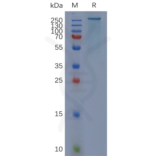 Human FN1 Protein, His Tag – Figure 1 of 1
