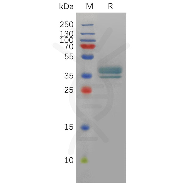 Human PTGER2 Protein, hFc Tag – Figure 1 of 1