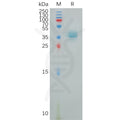 Human PTGER4 Protein, hFc Tag – Figure 1 of 1