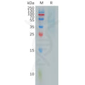 Human RHOC Protein, hFc Tag – Figure 1 of 1