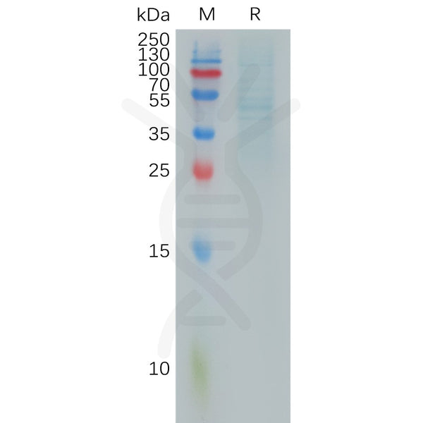 Human RHOC Protein, hFc Tag – Figure 1 of 1