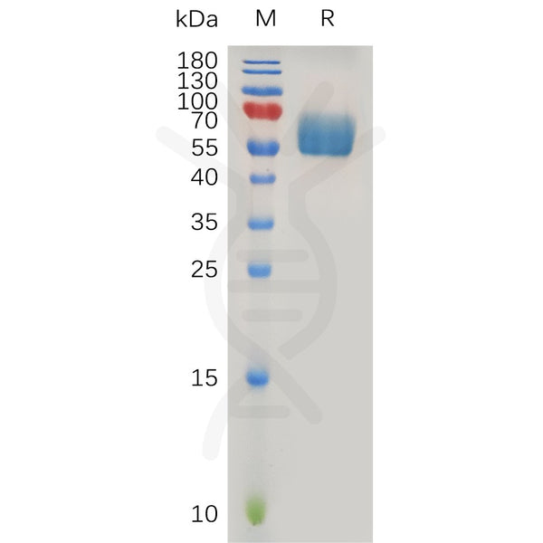 Human TGFBR2 Protein, hFc Tag – Figure 1 of 1