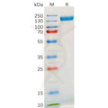 Human TLR3 Protein, hFc Tag – Figure 1 of 1