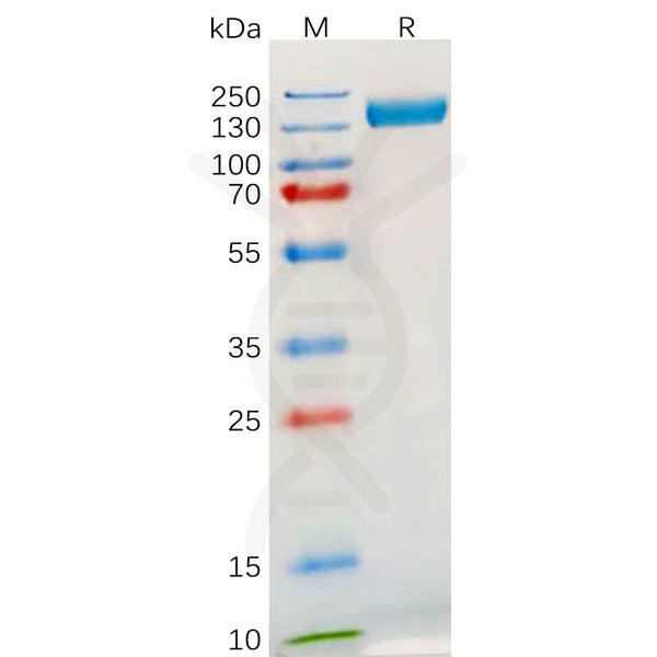 Human TLR3 Protein, hFc Tag – Figure 1 of 1