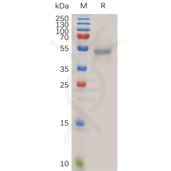 Human FASLG Protein, hFc Tag – Figure 1 of 1