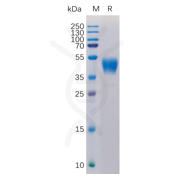 Human CD24 Protein, hFc Tag – Figure 1 of 1
