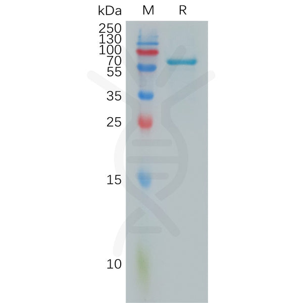 Human FGL1 Protein, hFc Tag – Figure 1 of 1