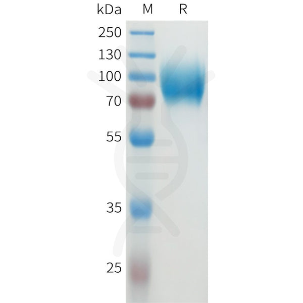 Human CEACAM8 Protein, hFc Tag – Figure 1 of 1