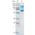 Human CD43 Protein, hFc Tag – Figure 1 of 1