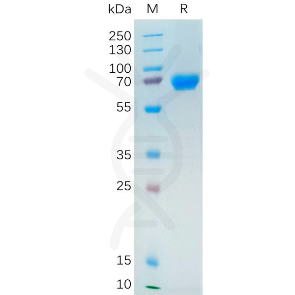 Human NRG1 Protein, hFc Tag – Figure 1 of 1