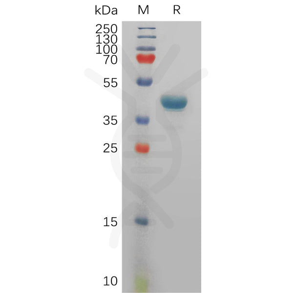 Human TSPAN8 Protein, hFc Tag – Figure 1 of 1