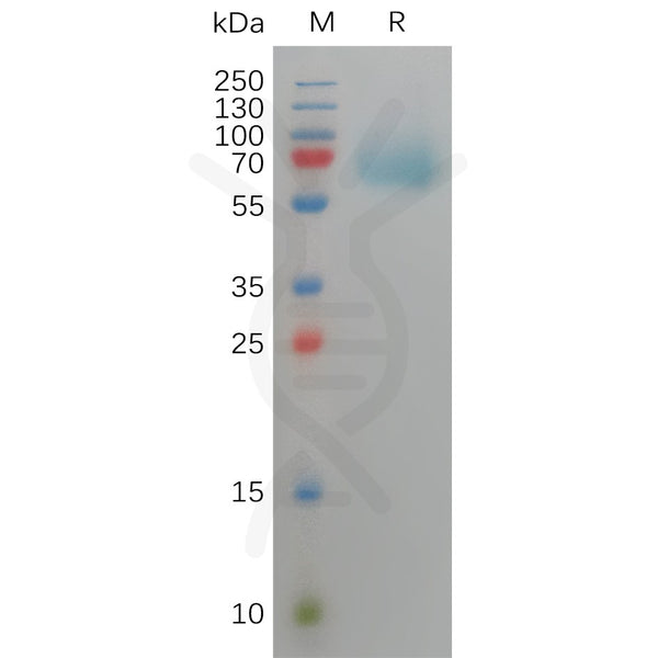 Human FGFR3 Protein, His Tag – Figure 1 of 1